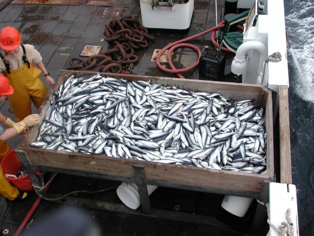 herring-catch_estock_commonswiki_300262_o