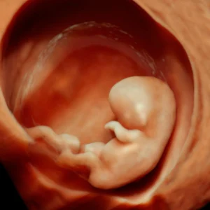 12 vikur gamalt fostur vigar 30 gr og er um 5 cm langt.